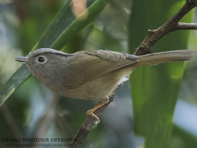 Birds of South East Asia