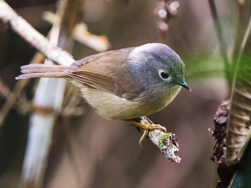 Birds of South East Asia