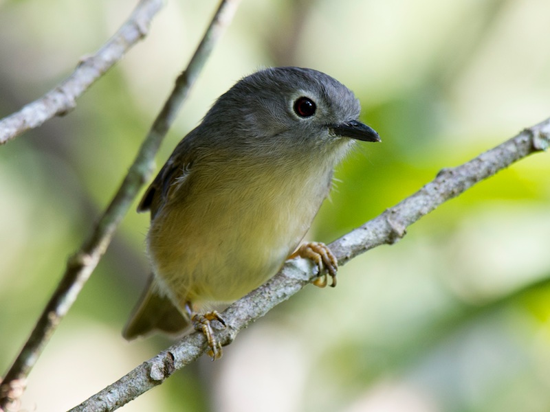 Birds of South East Asia