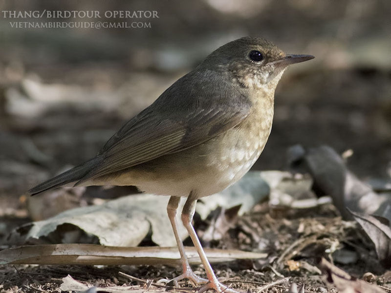 Birds of South East Asia