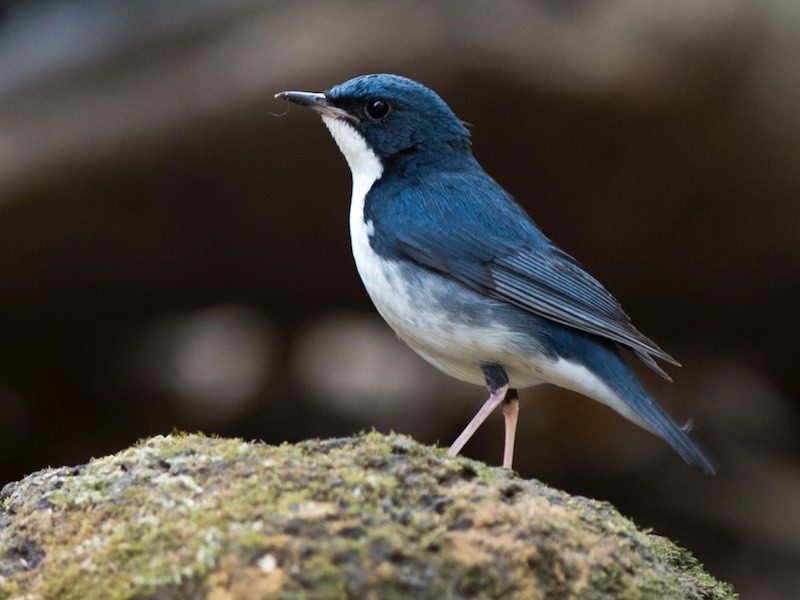 Birds of South East Asia