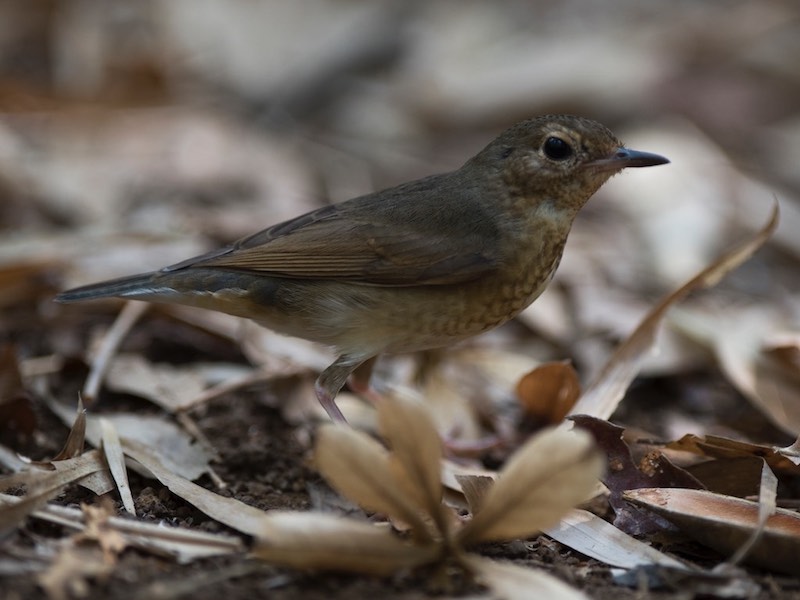 Birds of South East Asia