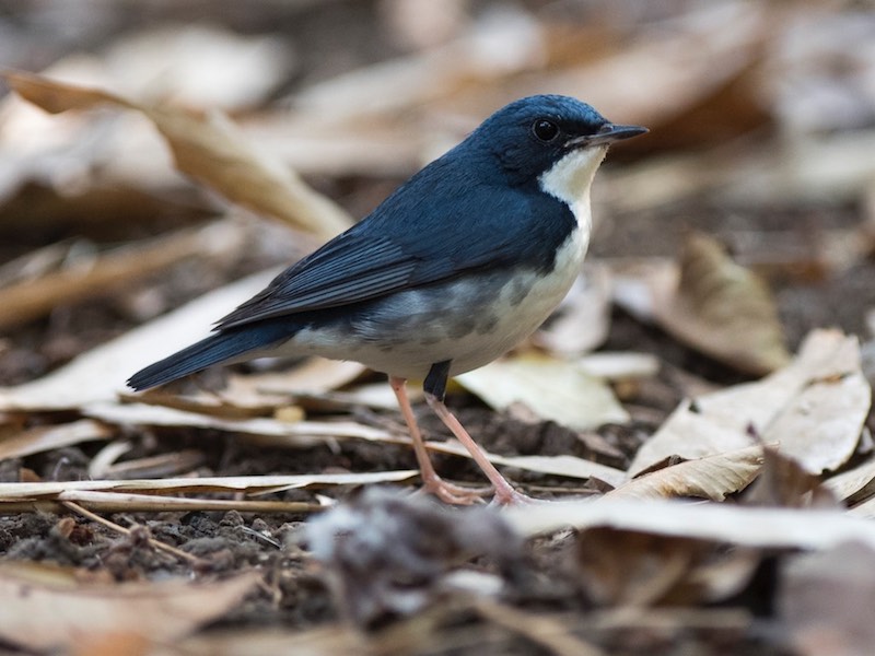 Birds of South East Asia