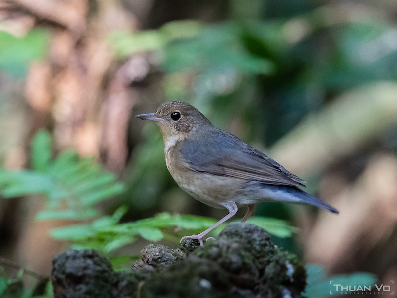 Birds of South East Asia