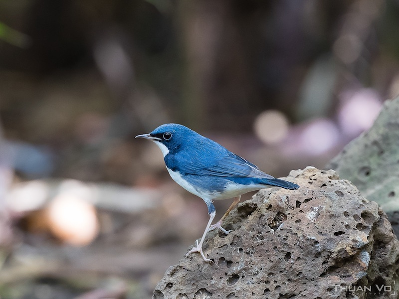 Birds of South East Asia