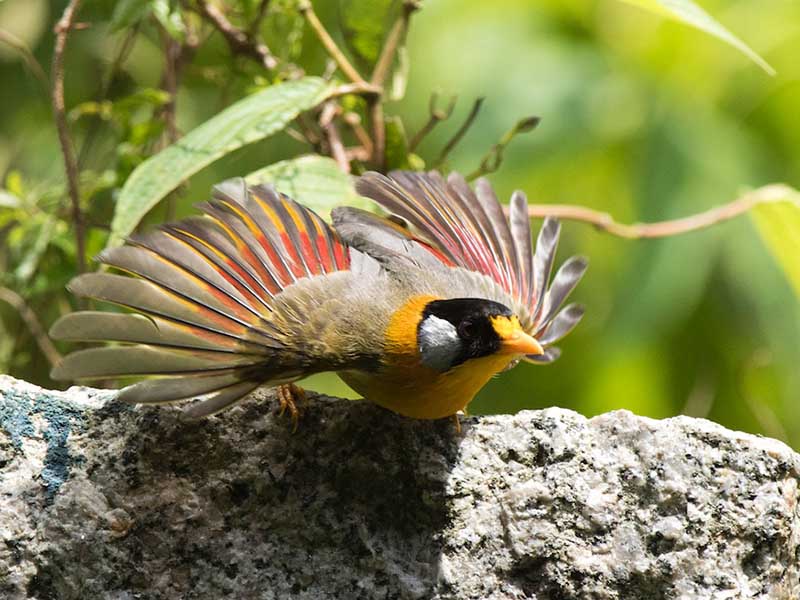 Birds of South East Asia