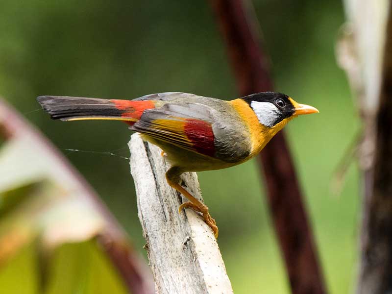 Birds of South East Asia