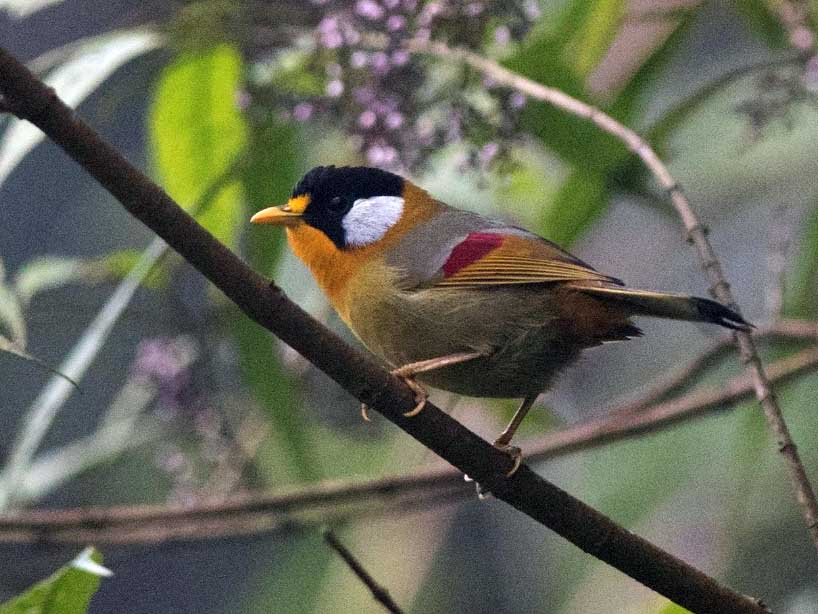 Birds of South East Asia