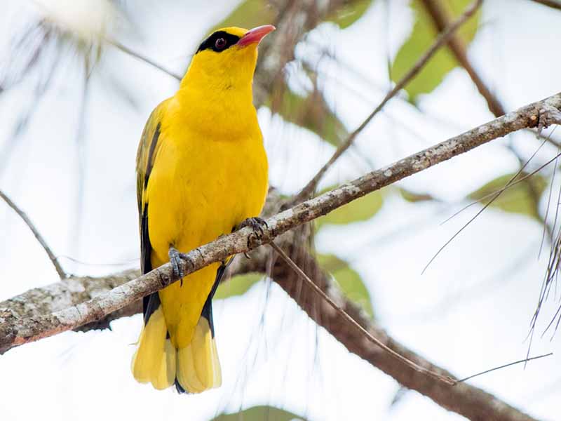 Birds of South East Asia
