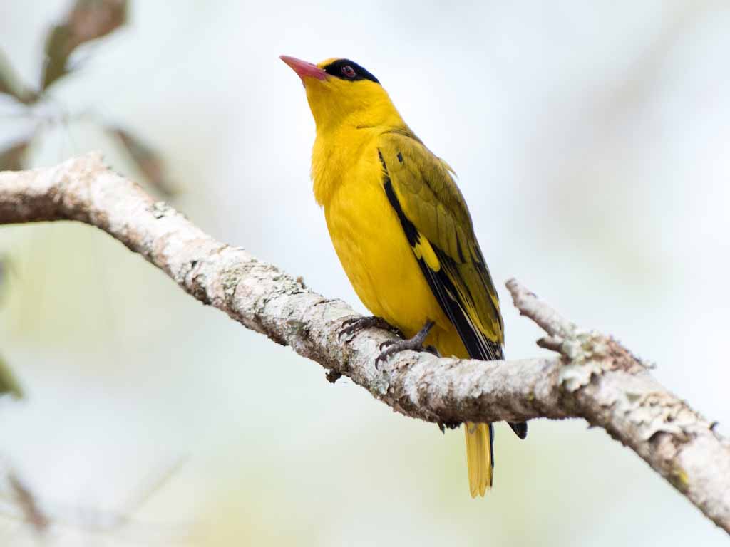 Birds of South East Asia