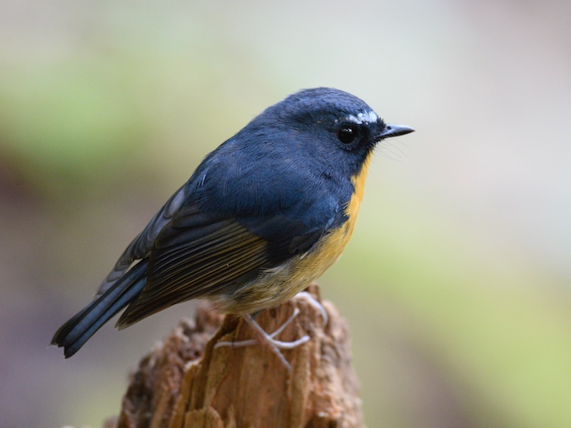 Birds of South East Asia