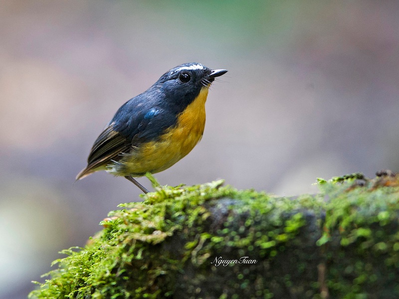 Birds of South East Asia