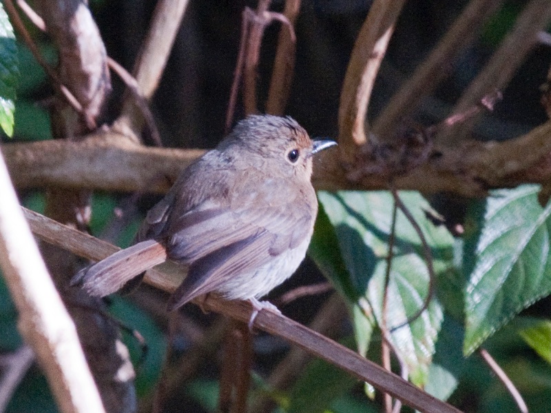 Birds of South East Asia