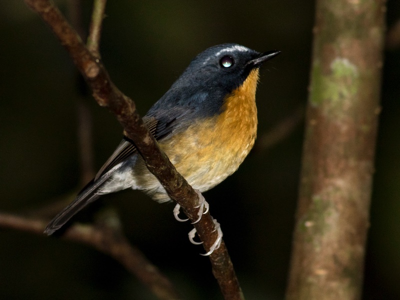 Birds of South East Asia