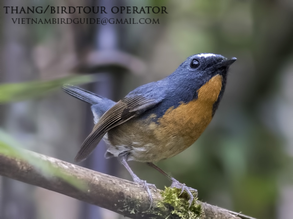 Birds of South East Asia