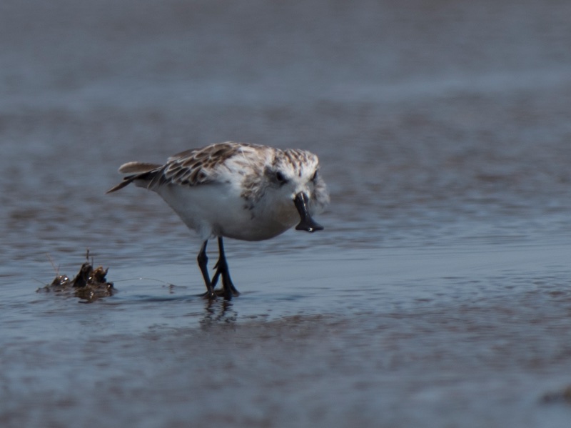 Birds of South East Asia