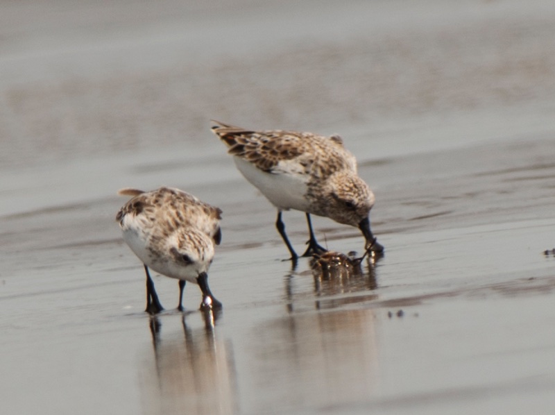 Birds of South East Asia