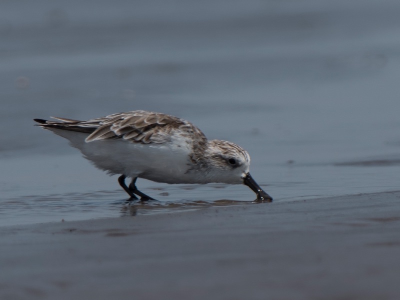 Birds of South East Asia