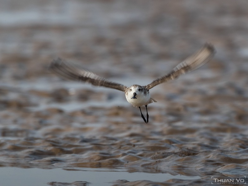 Birds of South East Asia