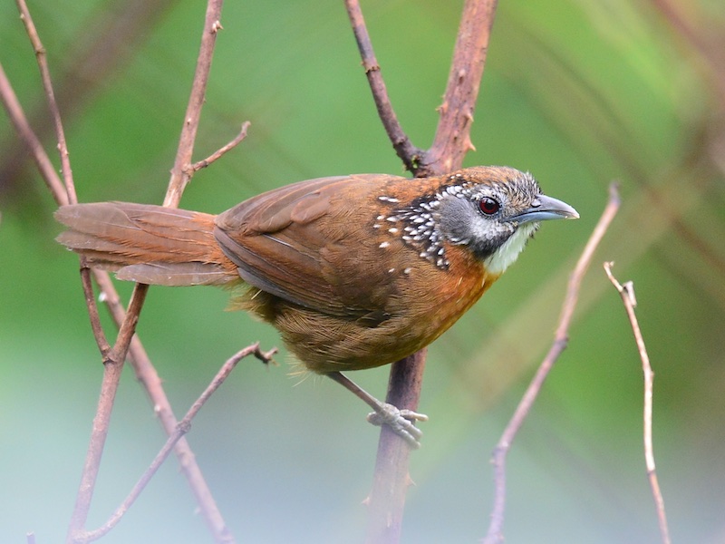 Birds of South East Asia