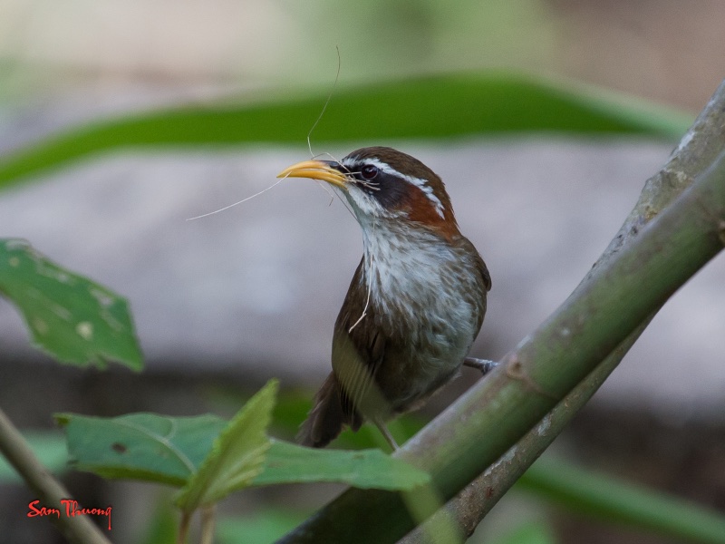 Birds of South East Asia