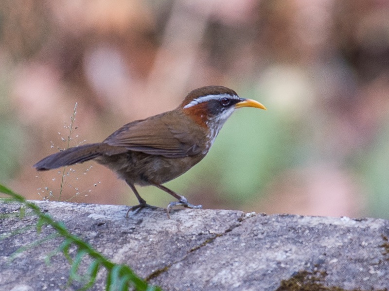 Birds of South East Asia