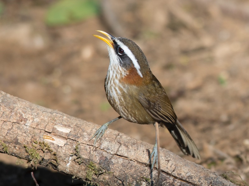 Birds of South East Asia