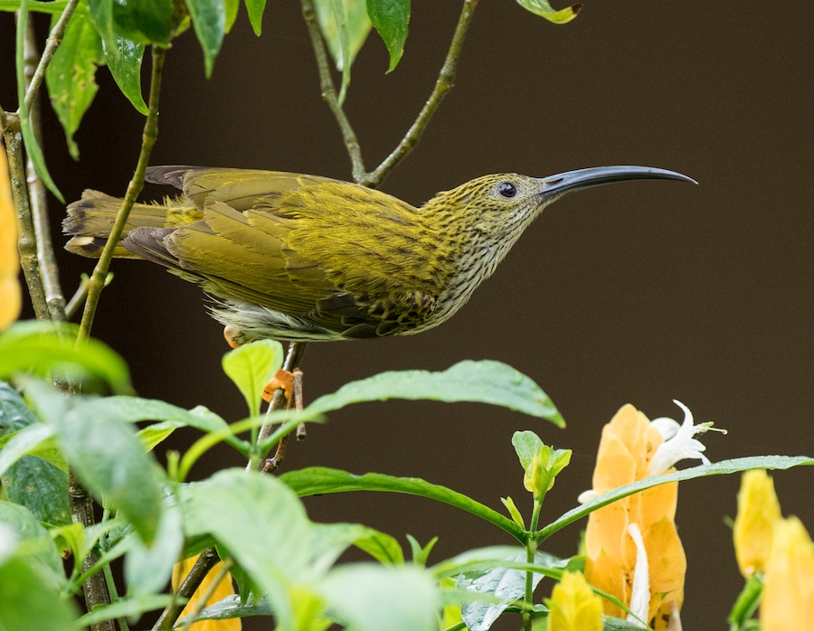 Birds of South East Asia