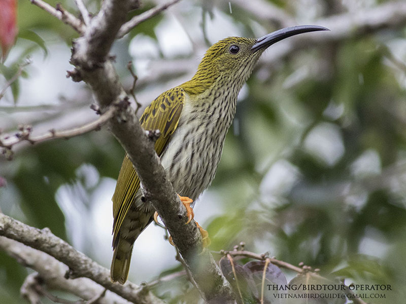 Birds of South East Asia