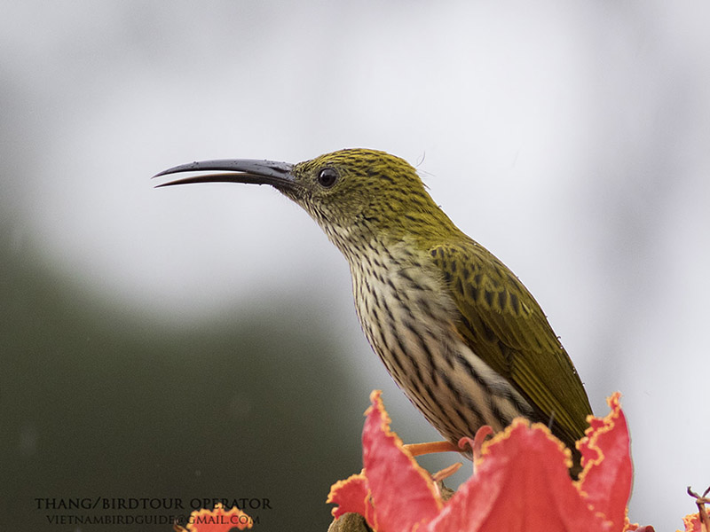 Birds of South East Asia