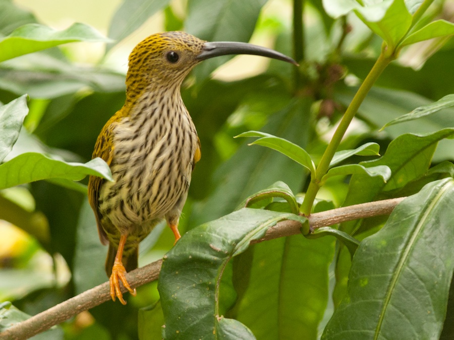 Birds of South East Asia