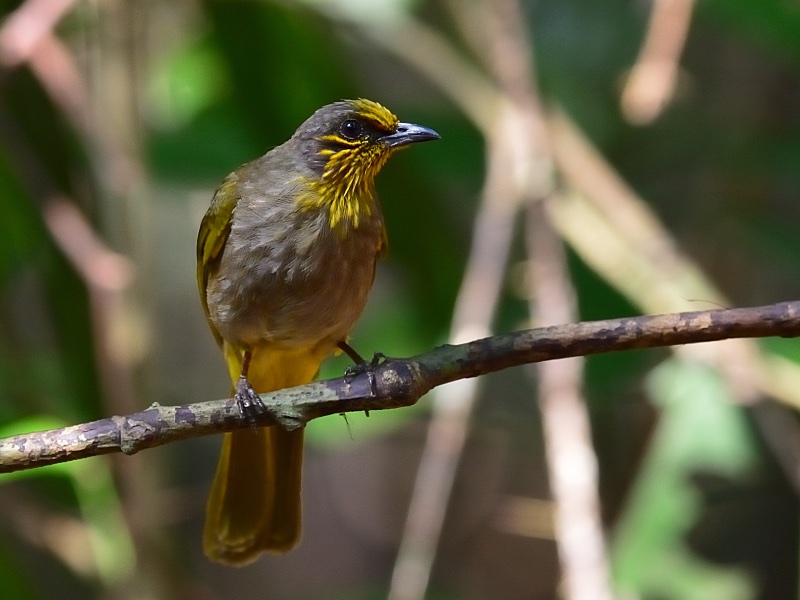 Birds of South East Asia