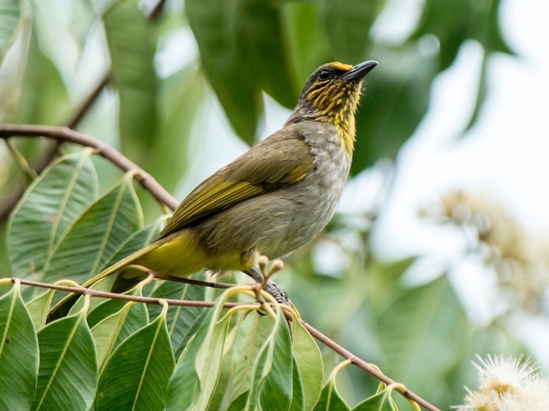 Birds of South East Asia