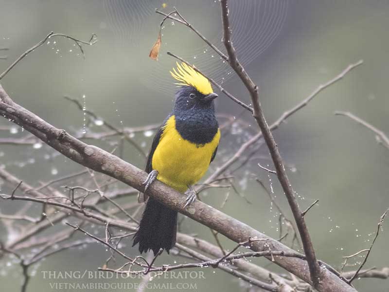 Birds of South East Asia