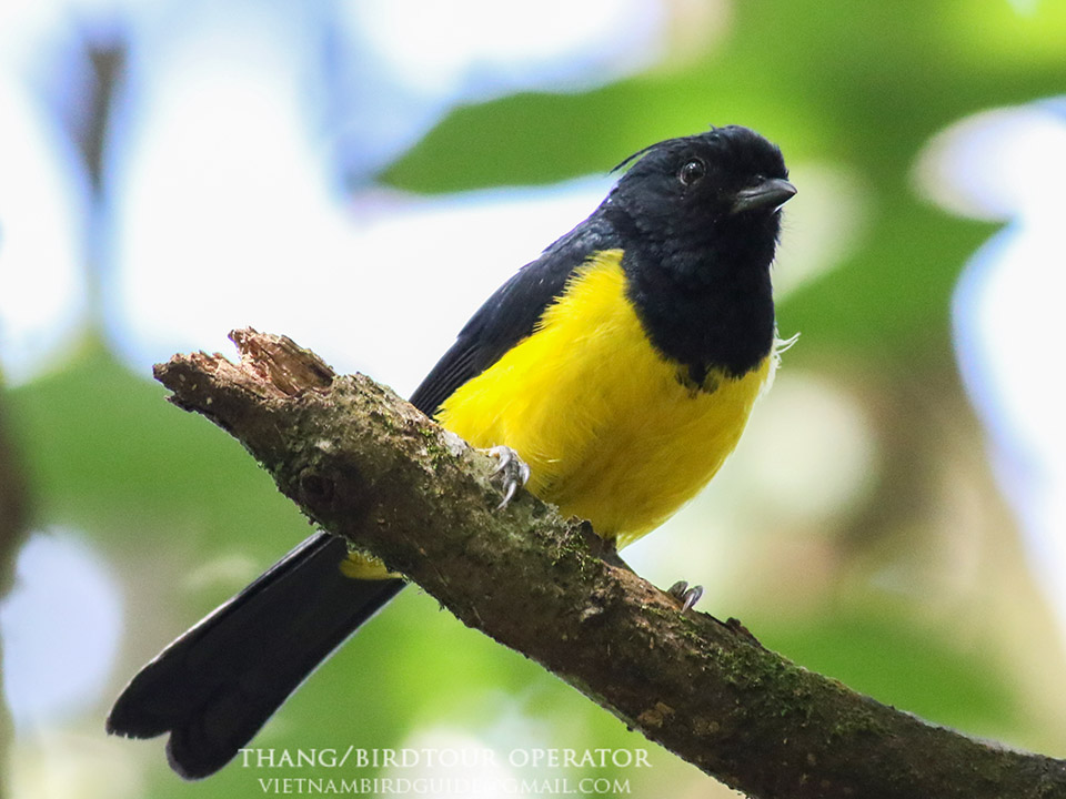 Birds of South East Asia