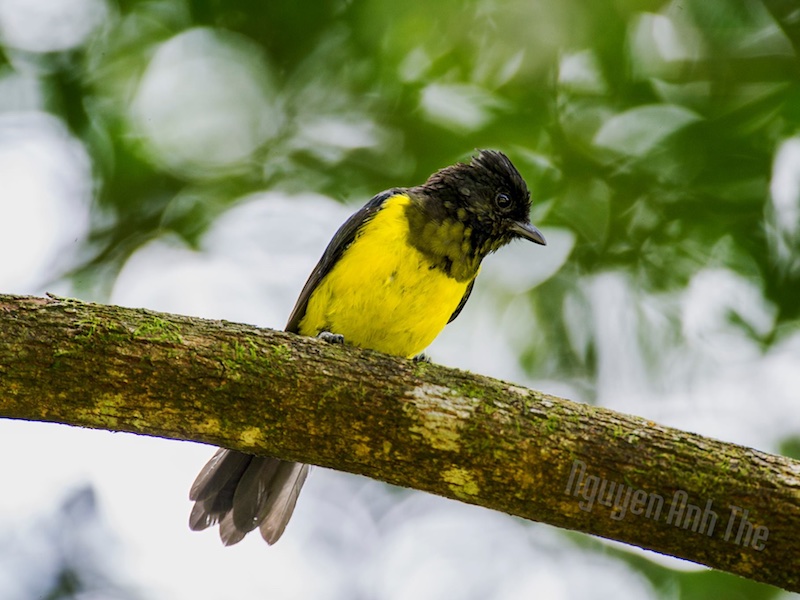 Birds of South East Asia