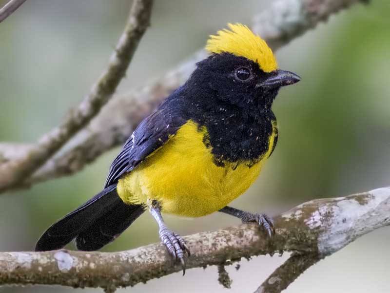 Birds of South East Asia