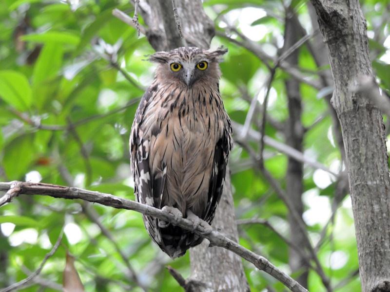 Birds of South East Asia