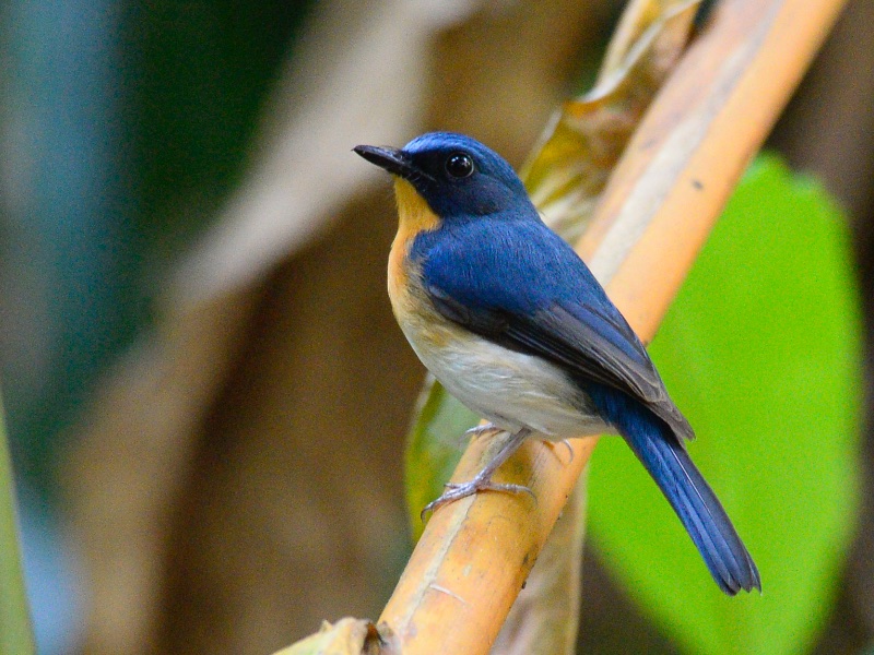 Birds of South East Asia