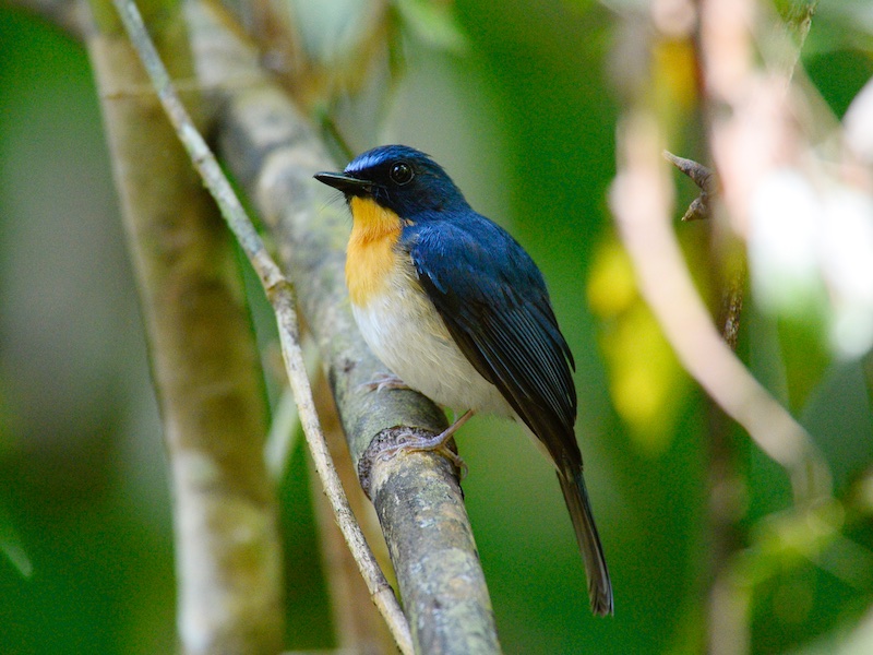Birds of South East Asia