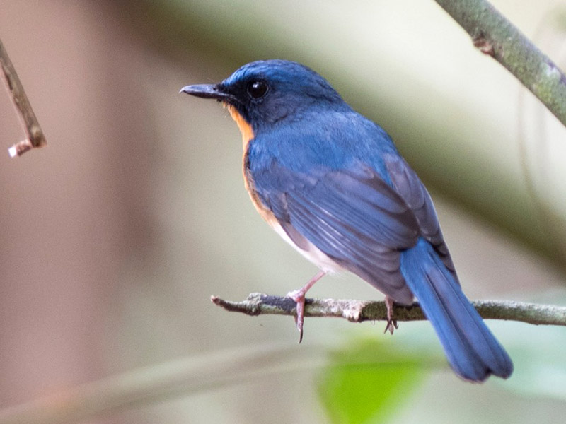Birds of South East Asia
