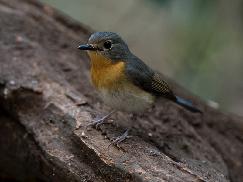 Birds of South East Asia