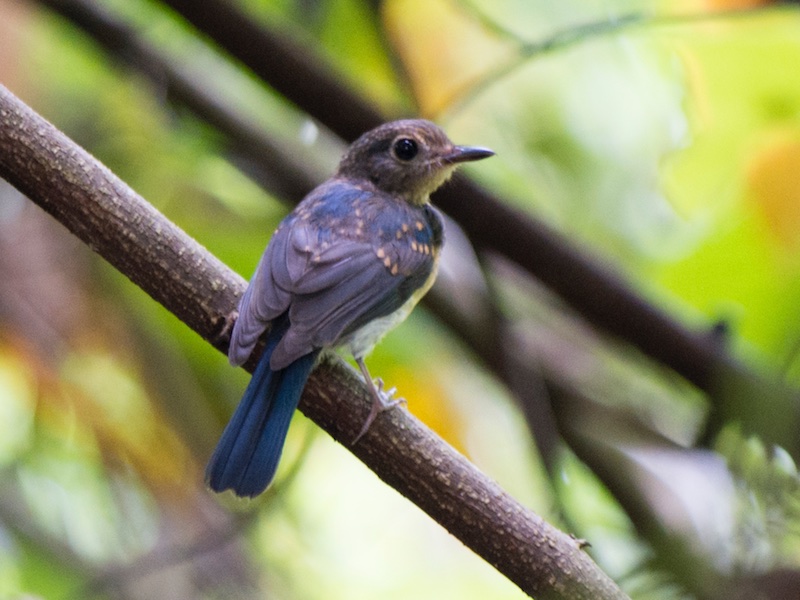 Birds of South East Asia