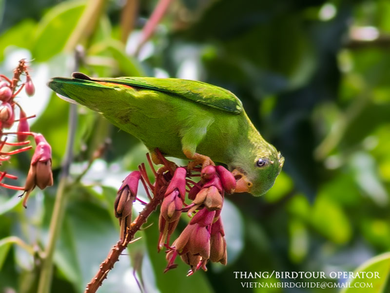 Birds of South East Asia