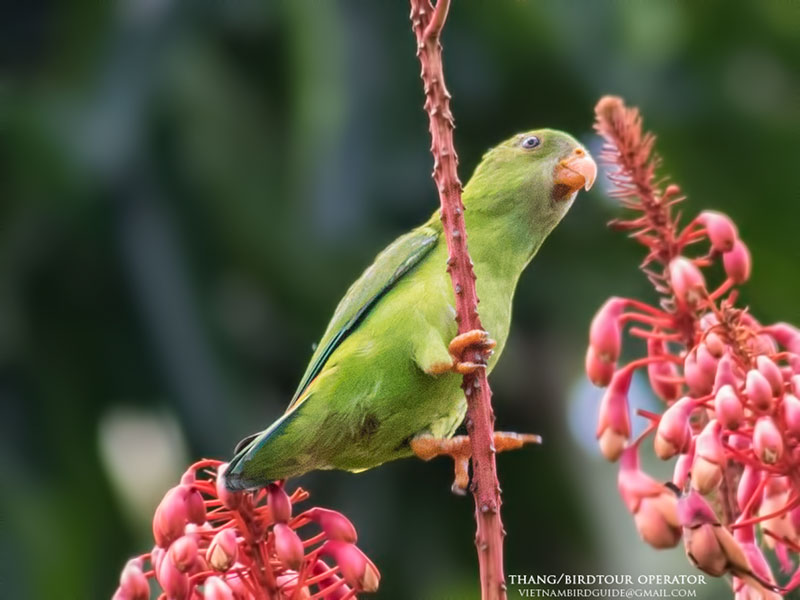 Birds of South East Asia