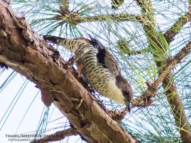 Birds of South East Asia