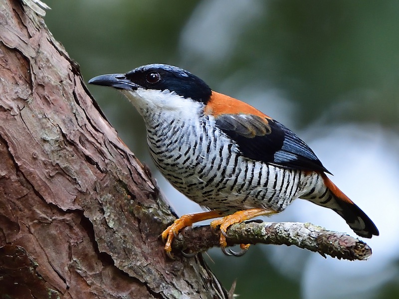 Birds of South East Asia