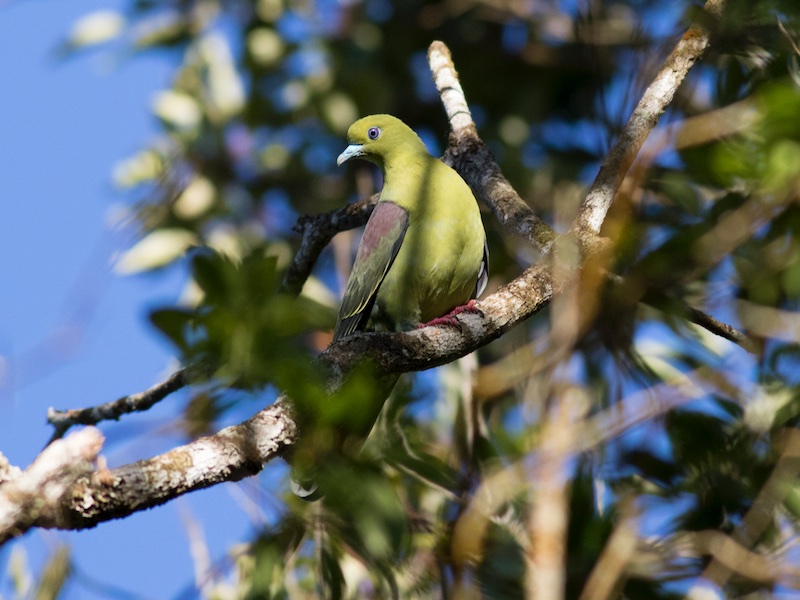 Birds of South East Asia