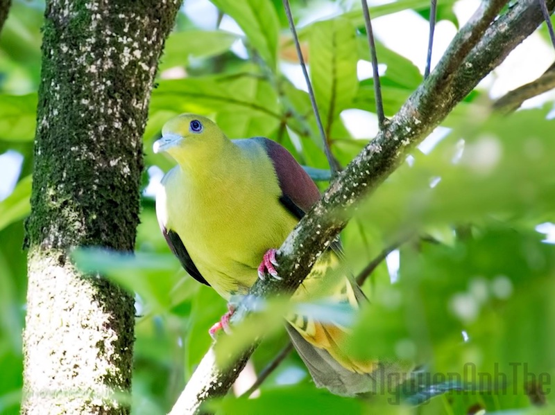 Birds of South East Asia