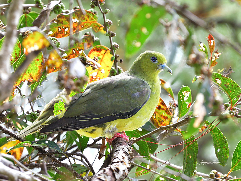 Birds of South East Asia